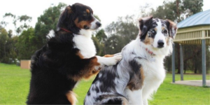 Read more about the article Massages pour chien : pourquoi et comment ?