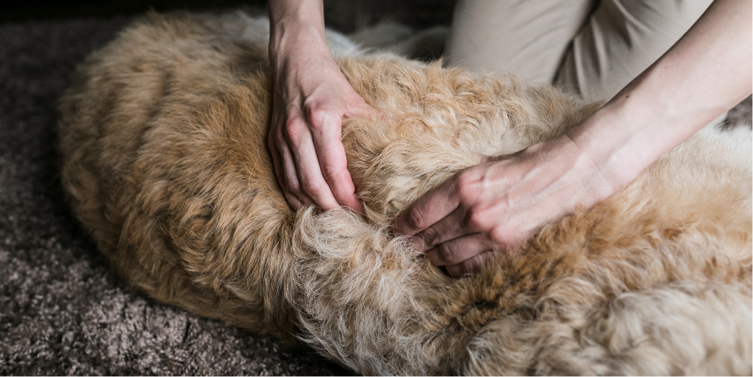 Read more about the article Kinésithérapie ou ostéopathie pour chiens : pourquoi ça leur fait du bien ?